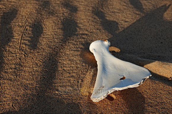 bones in desert landscape