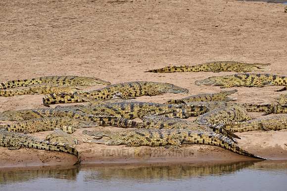 Large group of Nile crocodiles (Crocodylus niloticus) on a sandbank of the Luangwa River