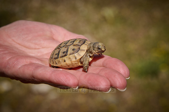 cute Baby tortoise, Spur-thighed tortoise