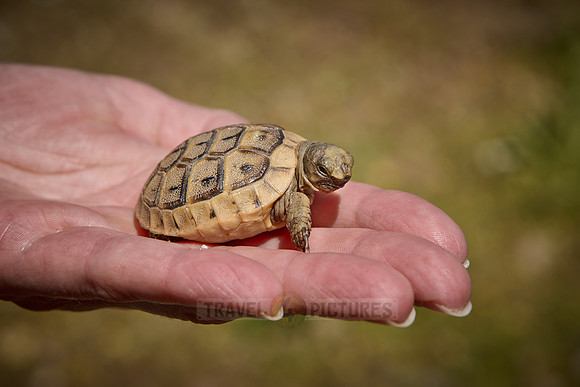 cute Baby tortoise, Spur-thighed tortoise
