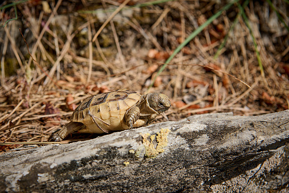 cute Baby tortoise, Spur-thighed tortoise