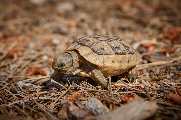 cute Baby tortoise, Spur-thighed tortoise
