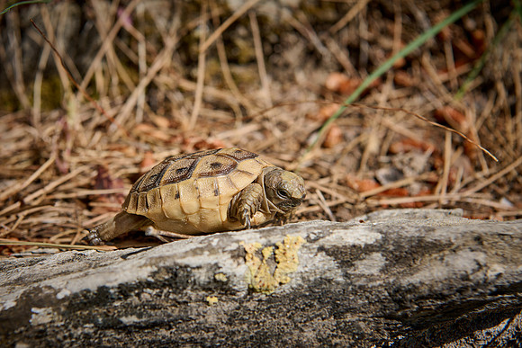 cute Baby tortoise, Spur-thighed tortoise