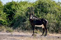 rare male sable antelope (Hippotragus niger)