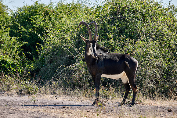 rare male sable antelope (Hippotragus niger)