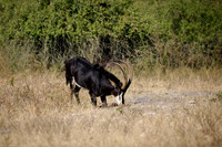rare male sable antelope (Hippotragus niger)