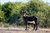 rare male sable antelope (Hippotragus niger)