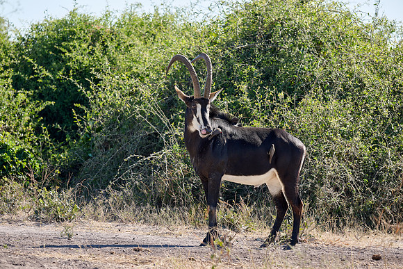 rare male sable antelope (Hippotragus niger)