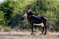 rare sable antelope, Botswana 06-2025