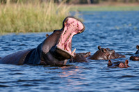 Hippos Chobe River, Botswana 06-2025