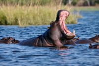 yawning Hippo (Hippopotamus amphibius)