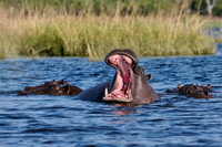 yawning Hippo (Hippopotamus amphibius)