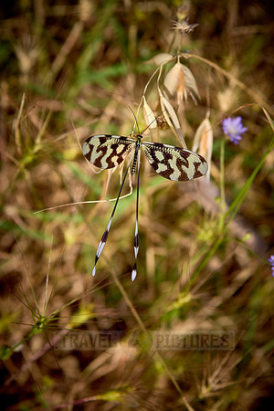 Thread-winged lacewing (Nemoptera sinuata)