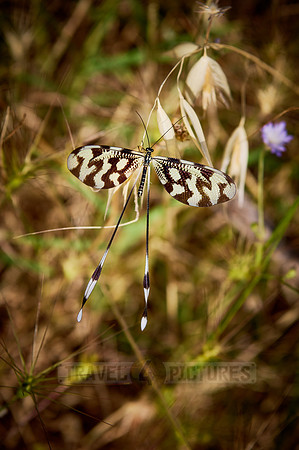 Thread-winged lacewing (Nemoptera sinuata)