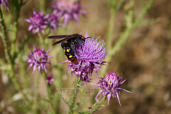 mammoth wasp (Megascolia maculata maculata)