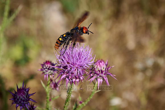 mammoth wasp (Megascolia maculata maculata)