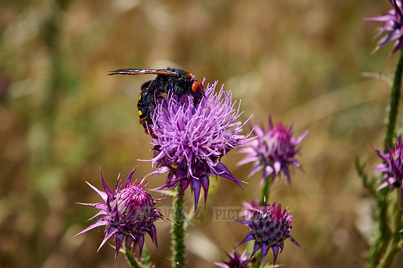 mammoth wasp (Megascolia maculata maculata)