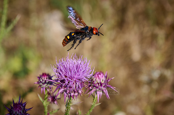 mammoth wasp (Megascolia maculata maculata)