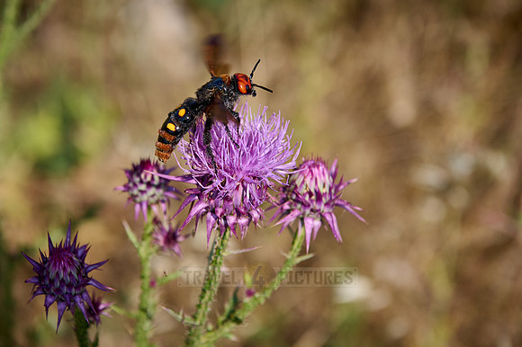 mammoth wasp (Megascolia maculata maculata)