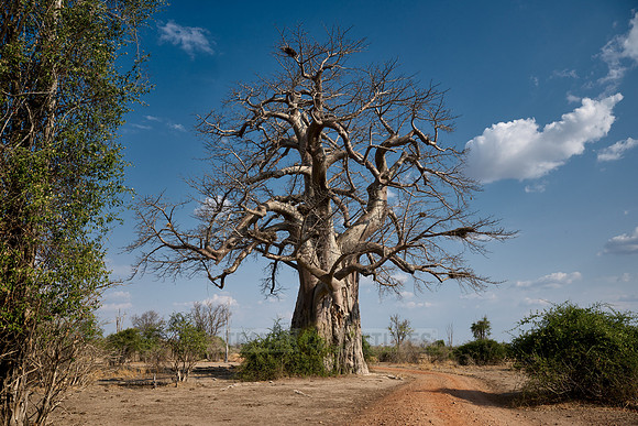 African baobab, Adansonia digitata