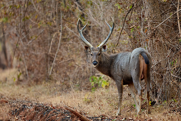 Sambar (Rusa unicolor)