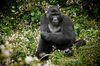 female mountain gorilla [Gorilla beringei beringei]
