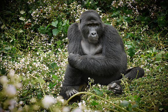 female mountain gorilla [Gorilla beringei beringei]