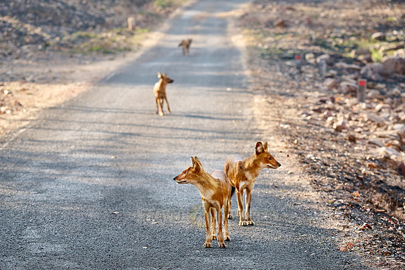 pack of dhole (Cuon alpinus) or indian wild dog