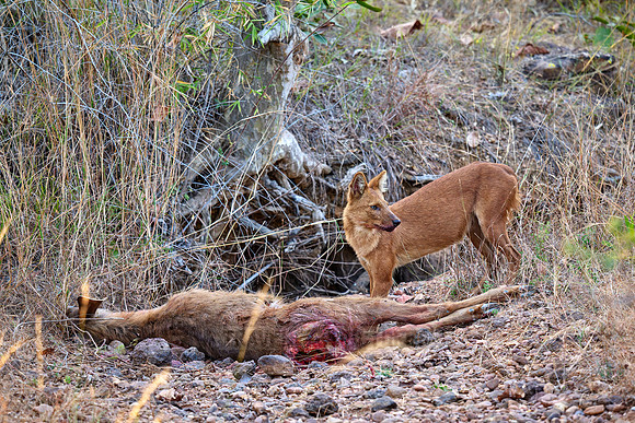 dhole (Cuon alpinus) or indian wild dog on kill