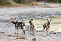 pack of African wild dogs