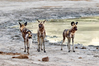 pack of African wild dogs