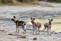 pack of African wild dogs