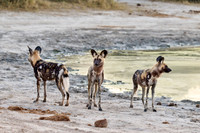 African wild dogs, Savuti, Chobe National Park, 06-2025