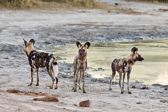 pack of African wild dogs