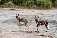 pack of African wild dogs