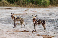 pack of African wild dogs