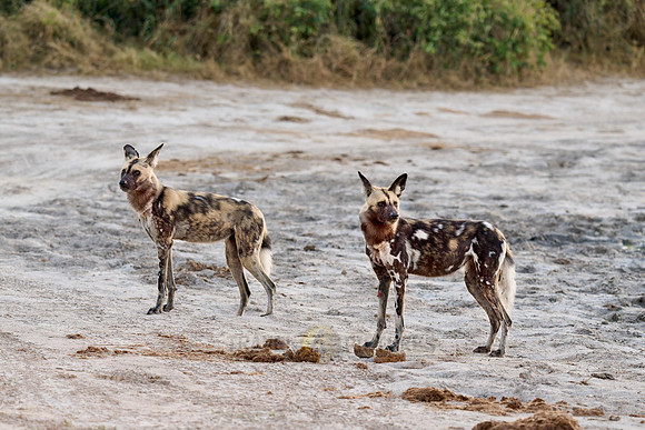 pack of African wild dogs
