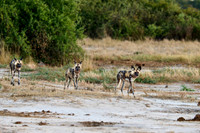 pack of African wild dogs