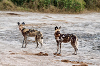 pack of African wild dogs