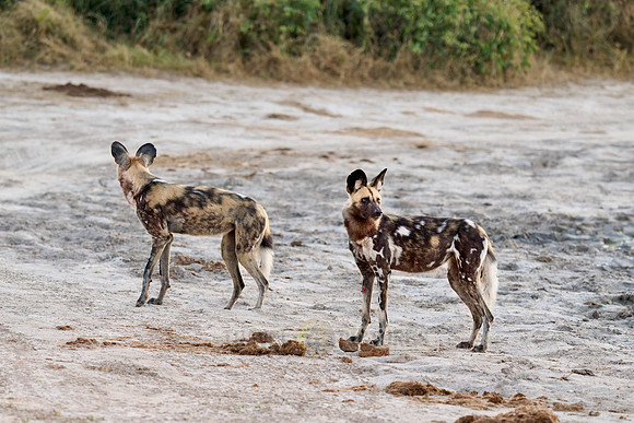 pack of African wild dogs