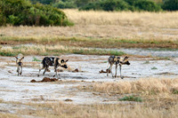 pack of African wild dogs