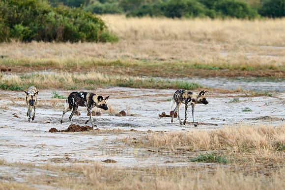 pack of African wild dogs