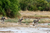 pack of African wild dogs