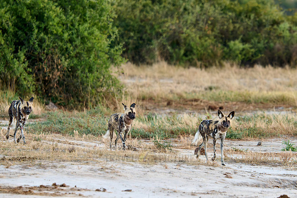 pack of African wild dogs