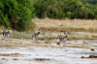 pack of African wild dogs