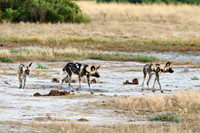 pack of African wild dogs