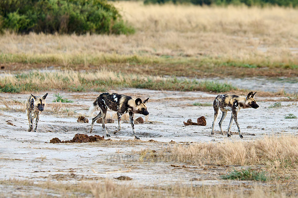 pack of African wild dogs