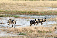pack of African wild dogs