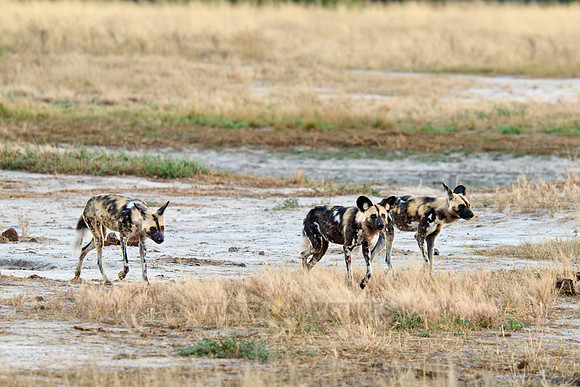 pack of African wild dogs