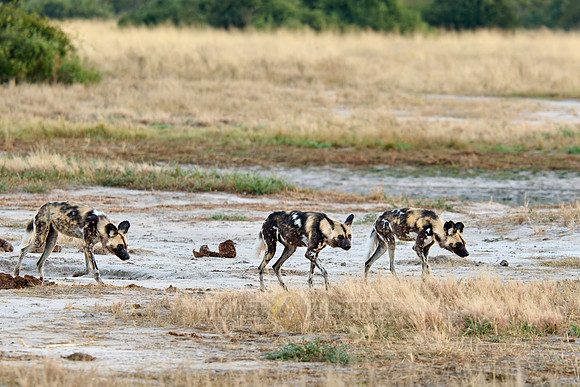 pack of African wild dogs